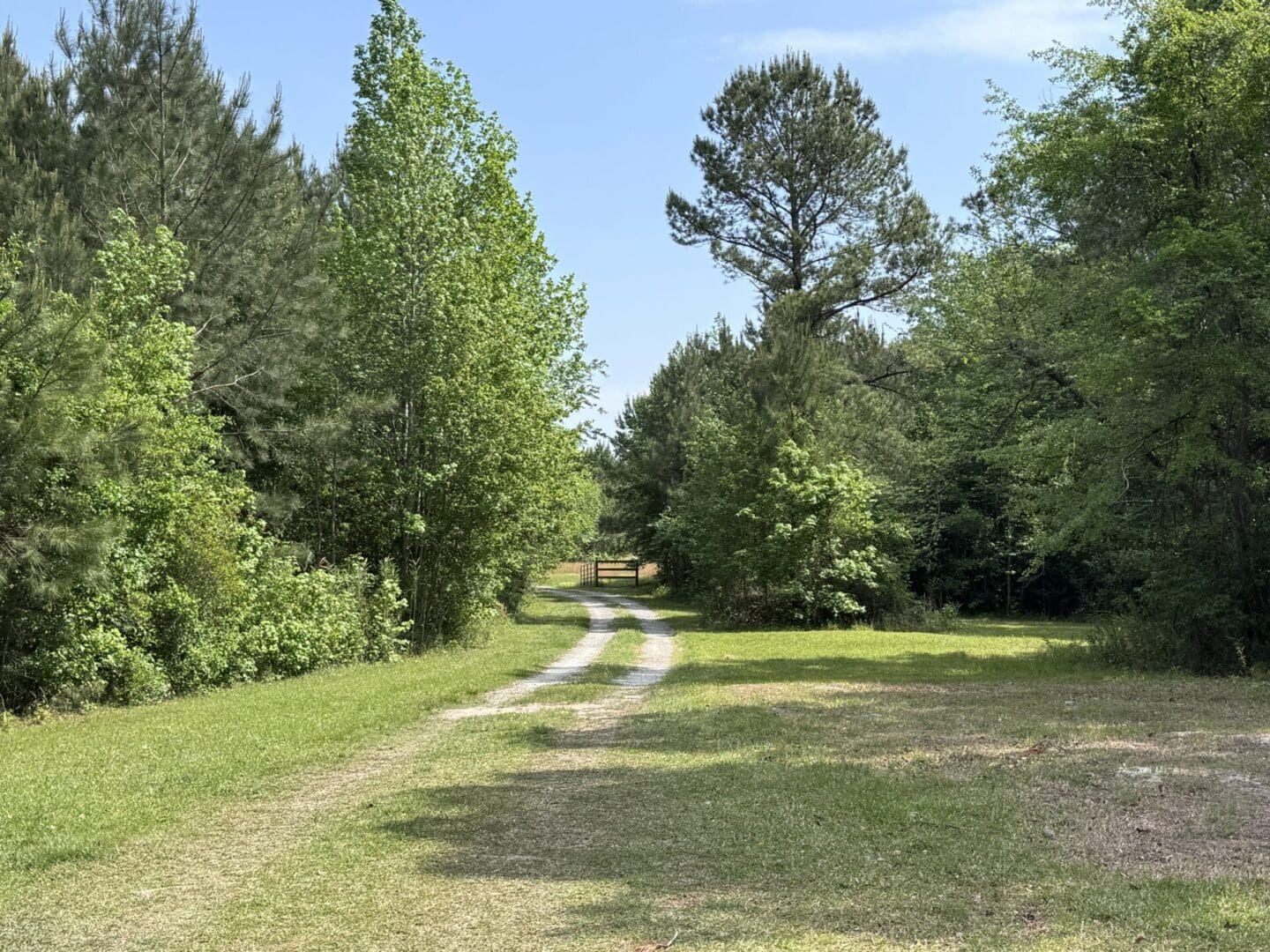 Tree-lined path through a grassy field.